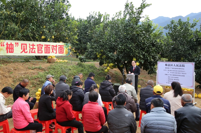 2025年11月，知识产权法官到柚园开展涉柚知识产权专题普法（曾）.JPG