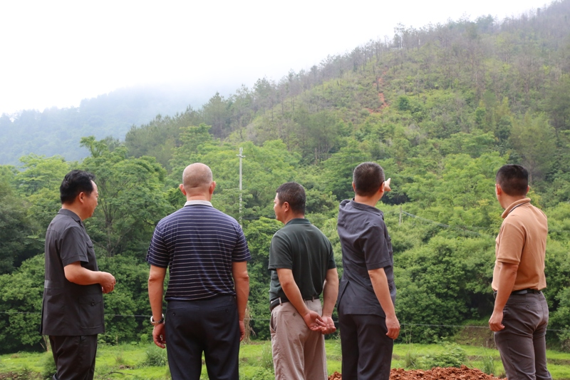 法官与镇村干部查看补植复绿情况2  曾中鋆摄.JPG