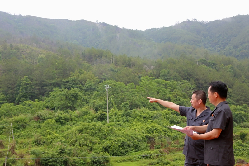 法官实地检查补植复绿情况 曾中鋆摄.JPG